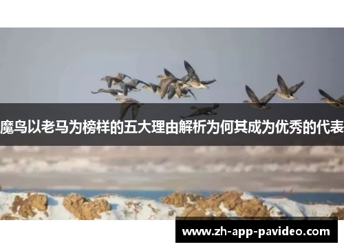 魔鸟以老马为榜样的五大理由解析为何其成为优秀的代表